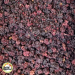 تمشک خشک جنگلی - تصویر 3