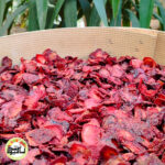 میوه خشک – توت فرنگی معمولی - تصویر 2