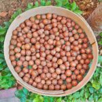 ماکادمیا (فندق استرالیایی) - تصویر 2