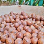 ماکادمیا (فندق استرالیایی)